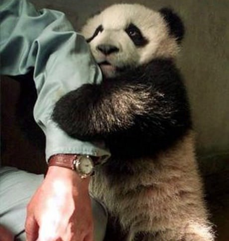 pandahug.jpg